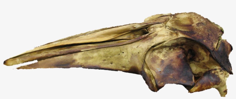 Finished Fin Whale Skull - Museum, transparent png