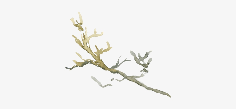 Rama - Gambel Oak, transparent png