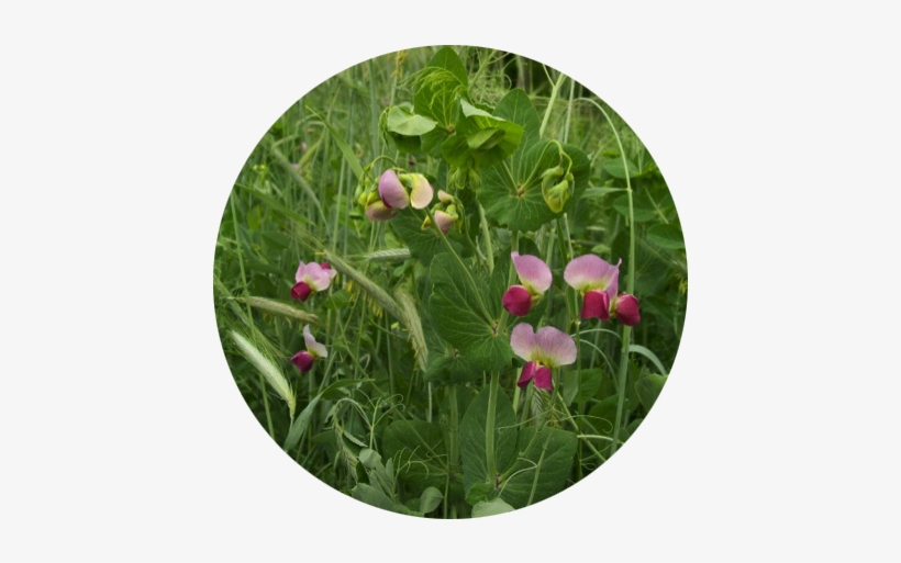 Beautiful Pea Rye Flowers Best - Robust, transparent png