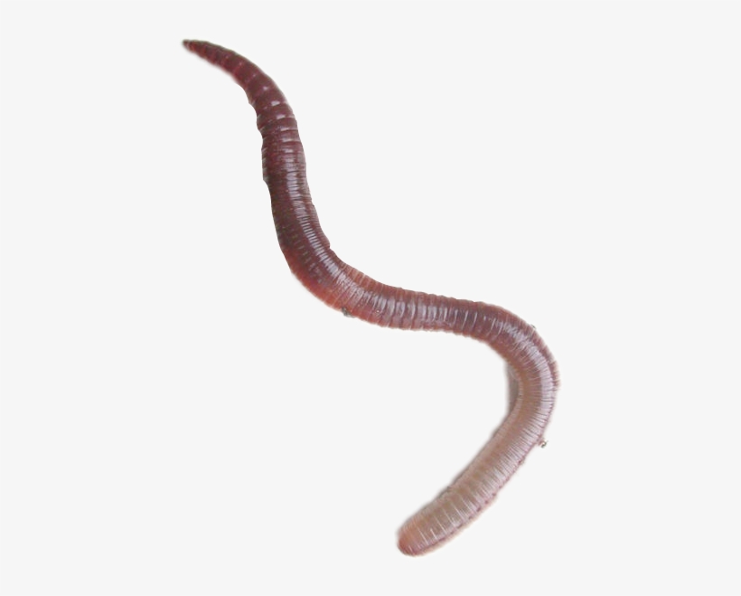 Report Abuse - Lumbricus Terrestris, transparent png