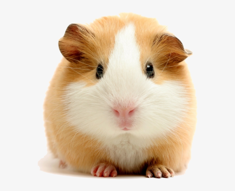 Experienced Pressure Washing - Feeding Your Guinea Pigs, transparent png