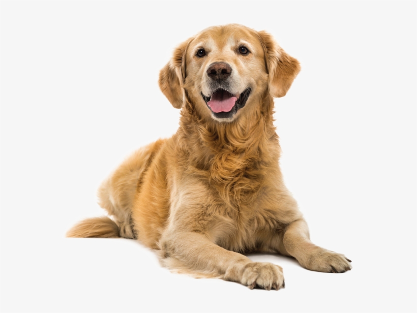 Adult Dog - Cut Out Golden Retriever, transparent png