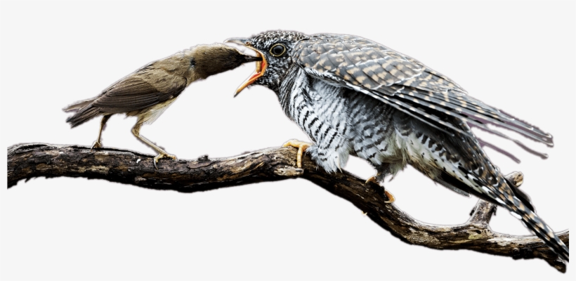 Mother Cuckoo Feeding The Baby Bird - Infant, transparent png