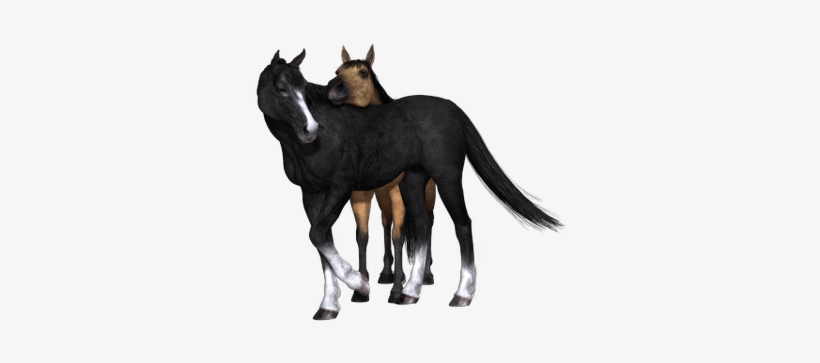 Horses Black Horse Looking Back - Horse, transparent png