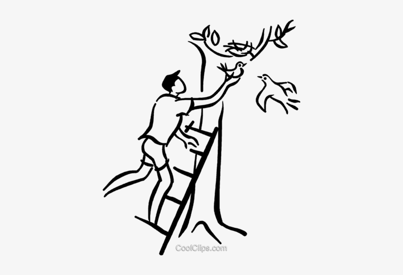 Man Placing Baby Bird Back In The Nest Royalty Free - Illustration, transparent png
