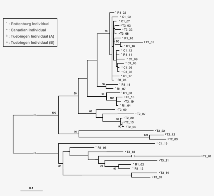 Maximum Likelihood Tree Inferred With The Tamura-nei - Diagram, transparent png