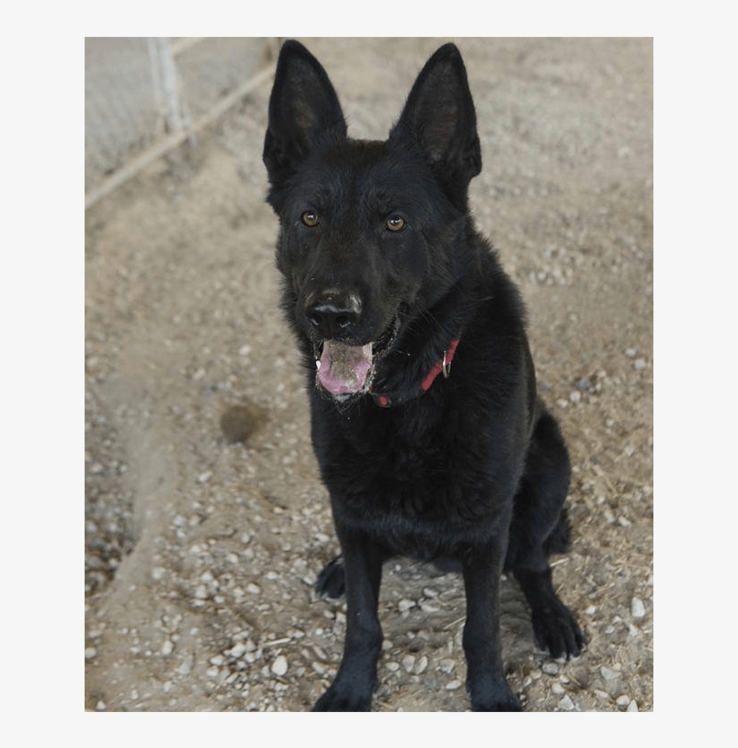Adult Rate - Schipperke, transparent png