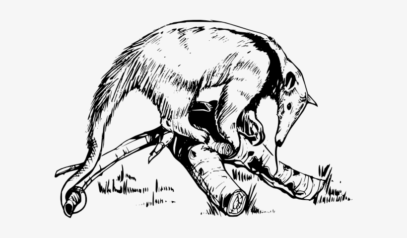 On A Log - Anteater Drawing, transparent png