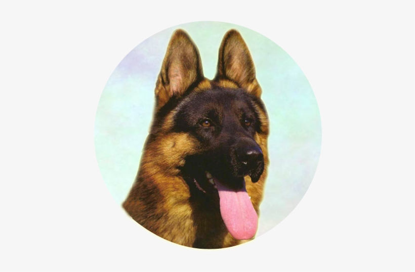 Great Companion You'll Love - Old German Shepherd Dog, transparent png