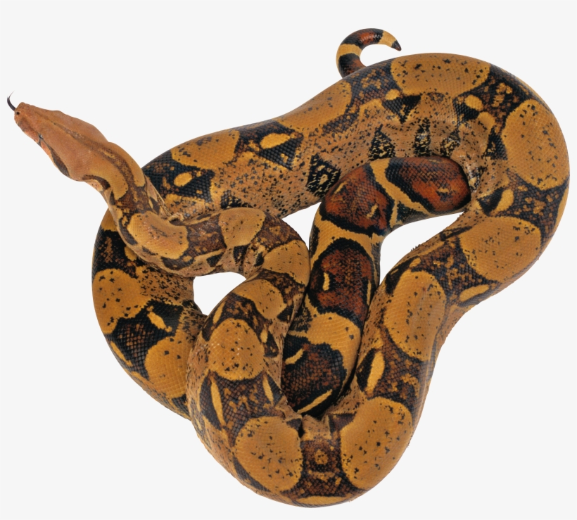 Cobra Snake Png Download - Reticulated Python Png, transparent png