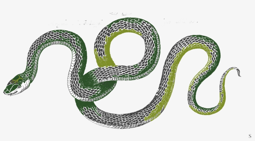 Snake Png Pic - Snakes, transparent png