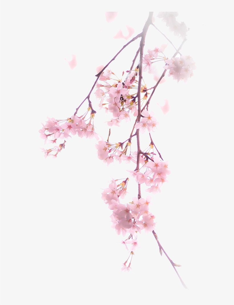 Free Download Cherry Blossom Png Clipart Cherry Blossom - Pink Cherry Blossom Png, transparent png
