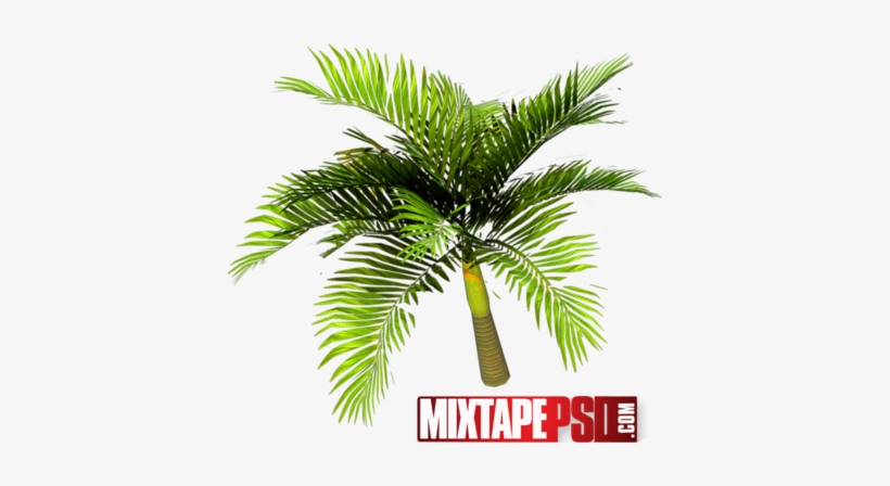 Palm Tree Top View Psd Download - Palm Trees, transparent png