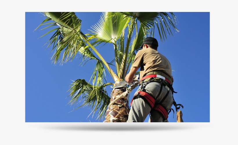Palmtree Cta Cta2 Palm Tree Trimming - Tree Trimming, transparent png