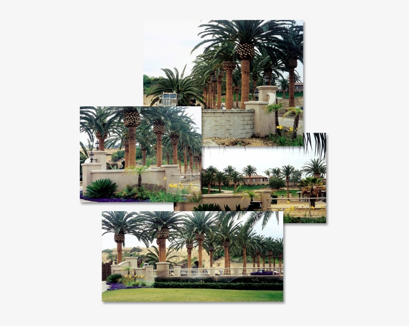 Clockwise From Top - Attalea Speciosa, transparent png
