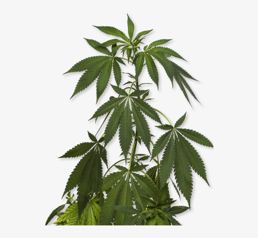 How To Order - Marijuana Plant Png, transparent png