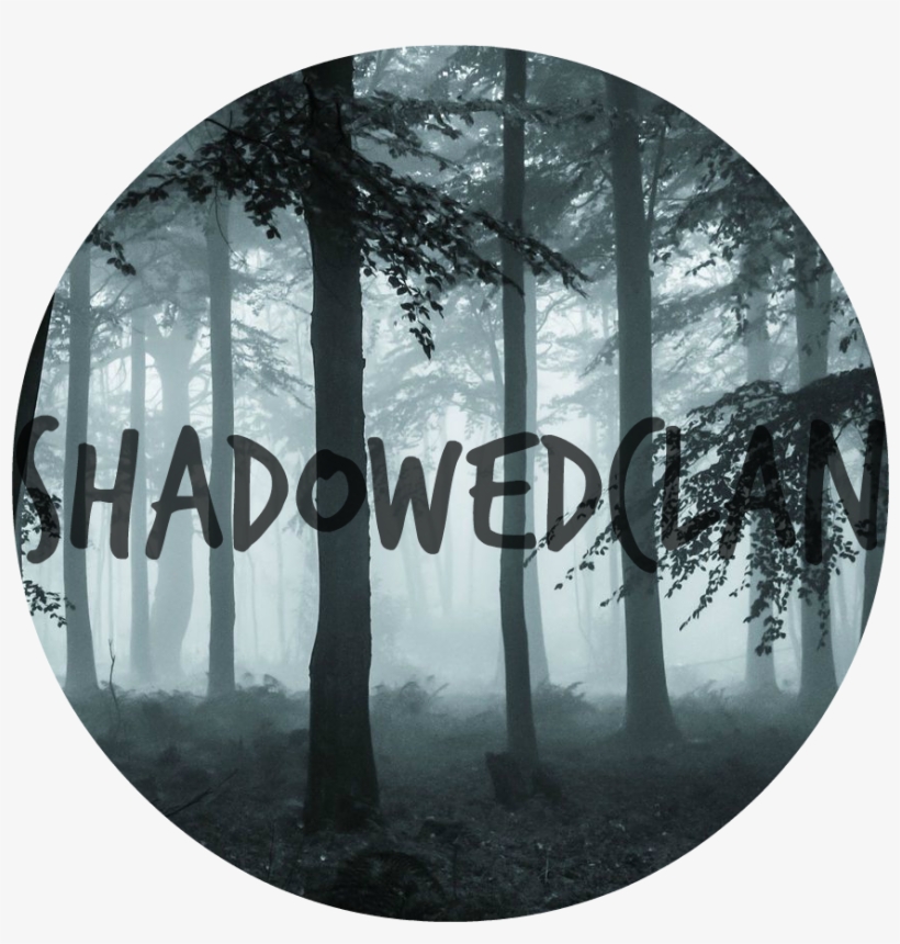 Dark Forest 002 0 - Fog Canvas Print (406mm By 305mm 16in By 12in), transparent png