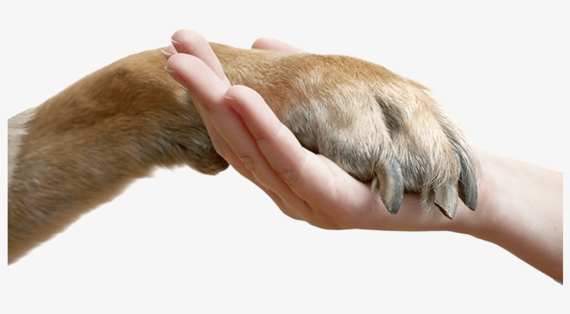 Animal Communication Seminar - Paw And Hand Png, transparent png