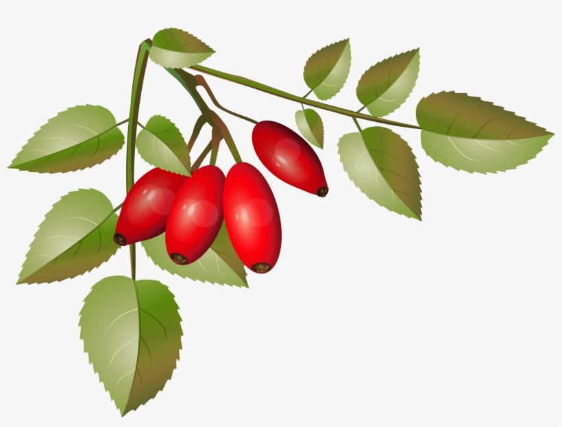 Clip Art, transparent png