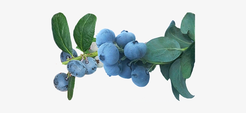 Winter Bell - Huckleberry, transparent png