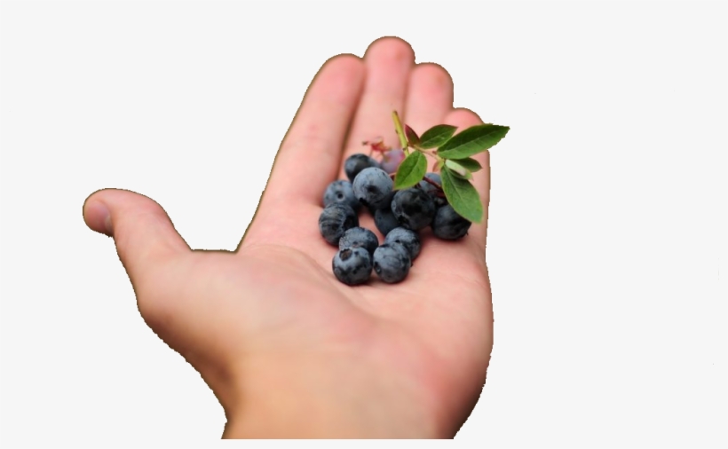 Now You Can Grow Your Own Berry Plants In South Africa - Seedless Fruit, transparent png