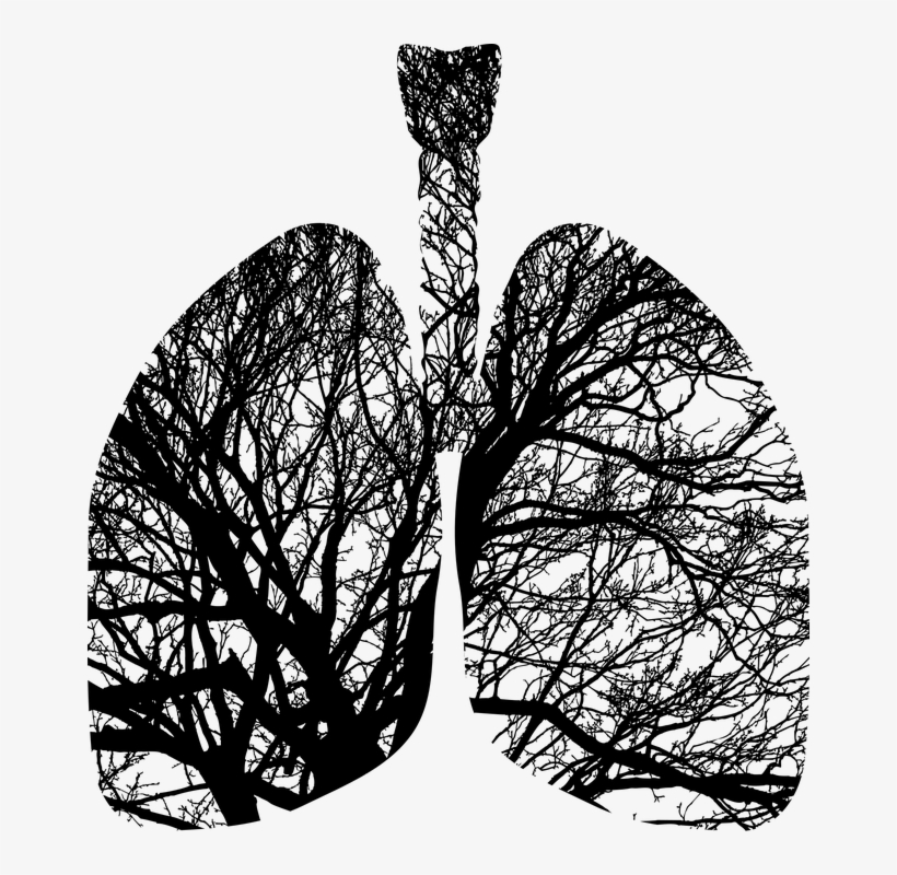 Lungs Trees - Branches Of The Lungs Png, transparent png