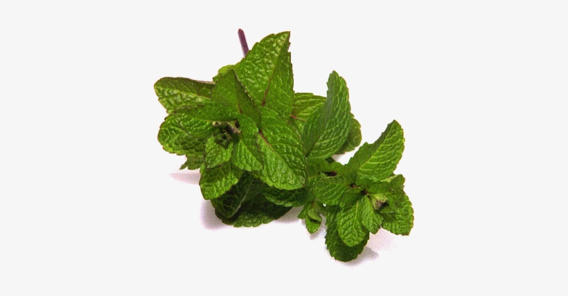 Spearmint Terpene - Mentha Gif, transparent png