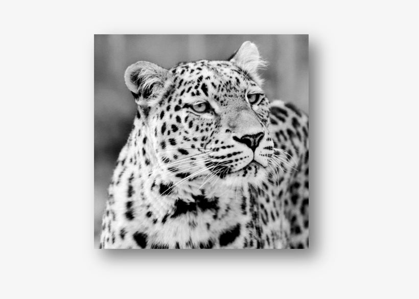 Does A Leopard Need To Change Its Spots - Leopard, transparent png
