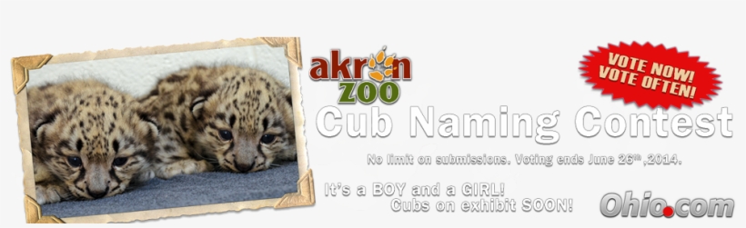 Cubs Contest Header - Snow Leopard, transparent png