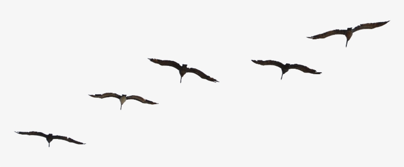 Report Abuse - Birds Flying Psd Free, transparent png