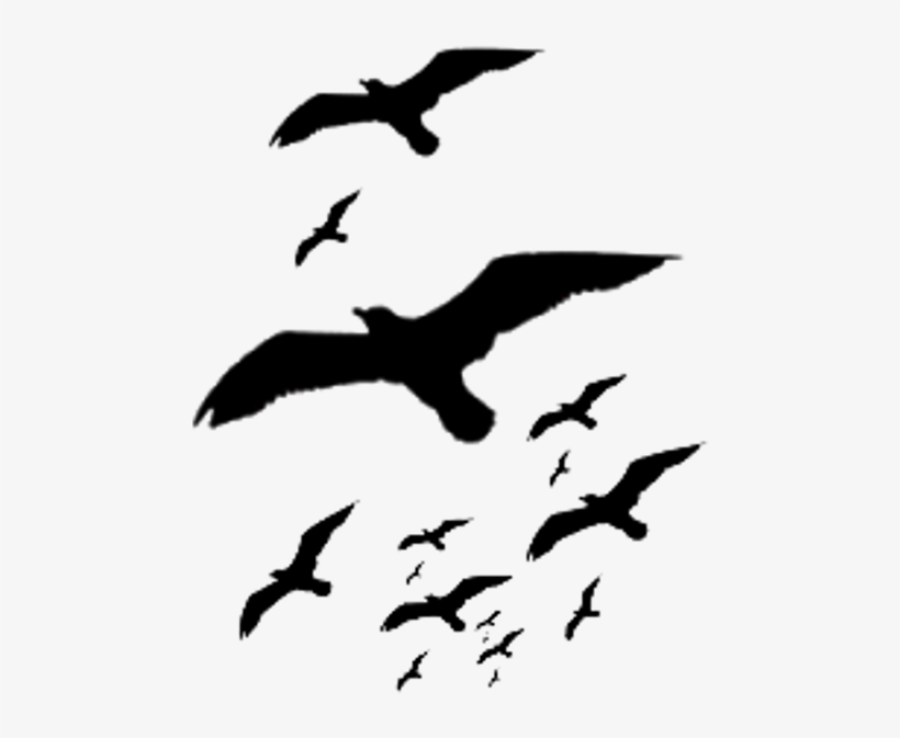Ftestickers Birds Silhouette Bird Animal Sky - Bird, transparent png