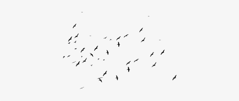 Ftestickers Sticker - Flock, transparent png