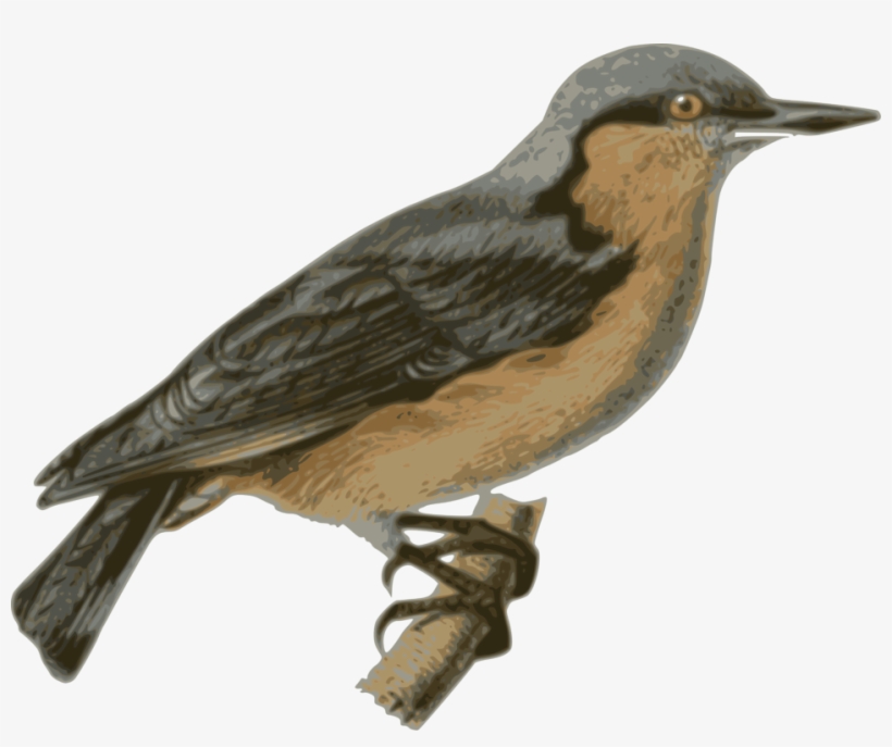 Bird Perched Png, transparent png