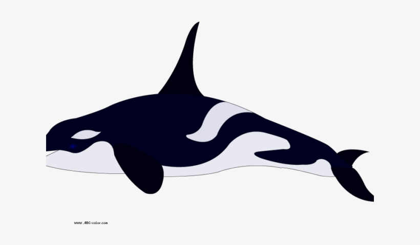 Killer Whale Png Transparent Images - Color Of A Killer Whale, transparent png