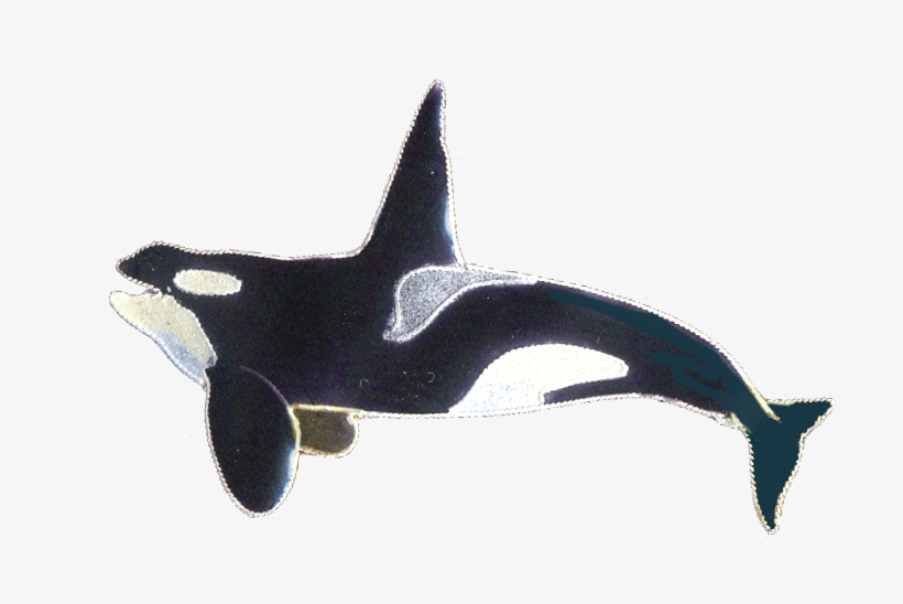 Orca Male Pin, transparent png