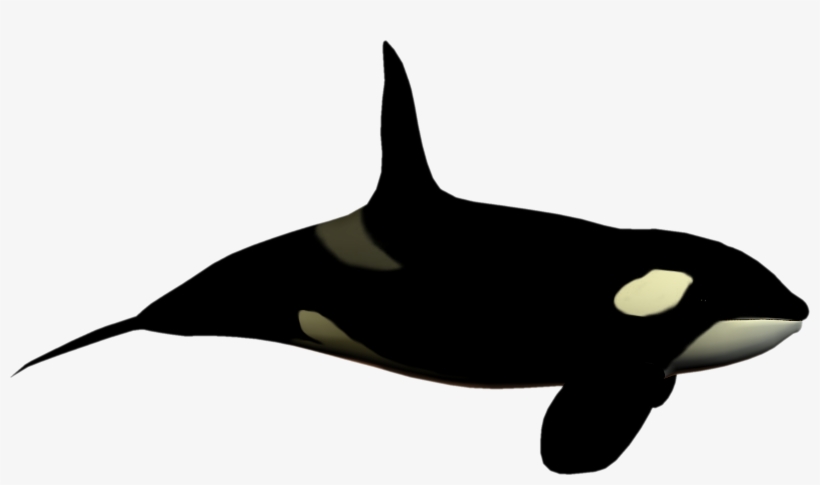 Orca Clipart Fish Tail - Killer Whale No Background, transparent png