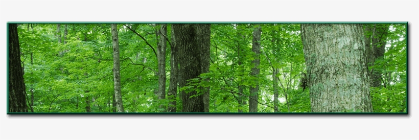 Welcome To Lake States Lumber Association - Objectives Of Biochemistry & Forestry, transparent png