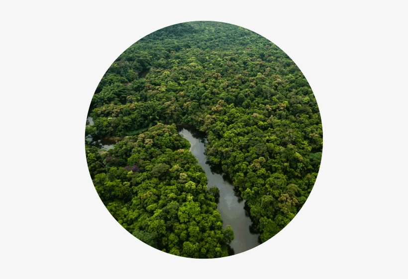 We Currently Have Over 2000 Monthly Members Who Are - Congo Forest, transparent png