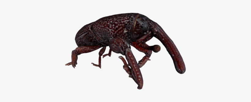 Insect, transparent png