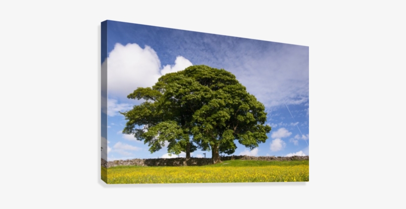 Sycamore Tree On The Edge Of A Traditional Upland Hay - Supplier Generic Sycamore Tree On The Edge, transparent png