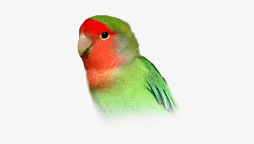 Peach-faced Lovebird - Peach Faced Lovebird Baby, transparent png