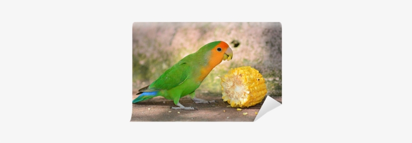 Peach Faced Lovebird, transparent png