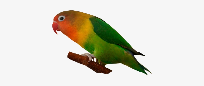 Fischer's Lovebird - Lovebird, transparent png