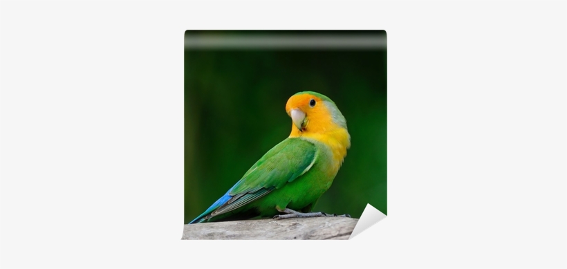 Cute Love Bird, transparent png