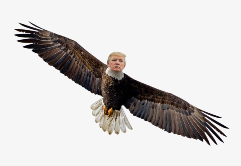 [oc] Alpha Northern Dank Eagle - Flying Eagle Transparent Background, transparent png