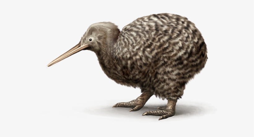 Kiwi - Great Spotted Kiwi Transparent, transparent png