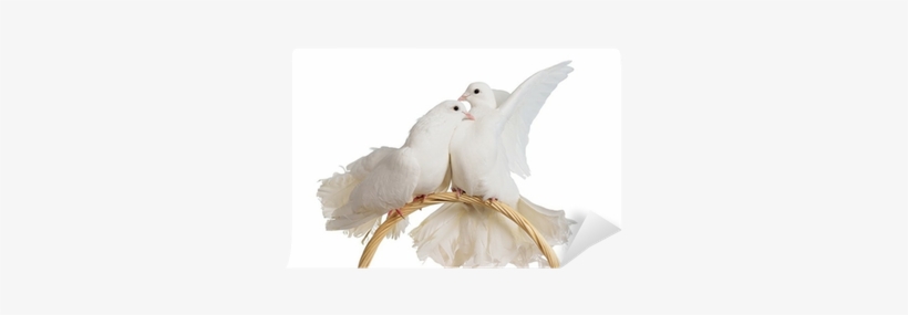 Two White Doves Kissing And Huggung Wall Mural • Pixers® - Kissing Doves, transparent png