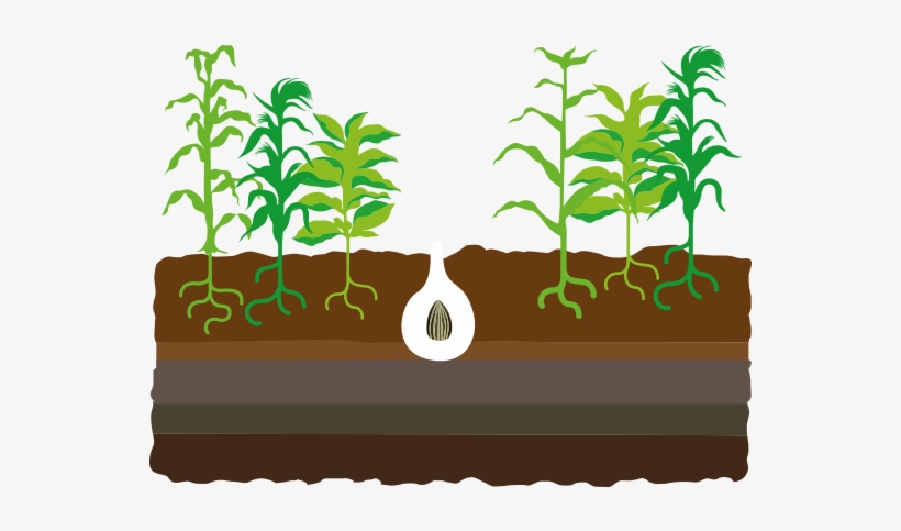 Popular Images - Journey Of Seed To Plant, transparent png
