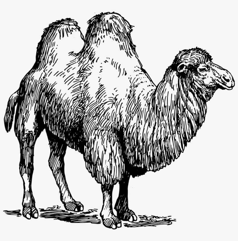 All Photo Png Clipart - Camel Drawing Two Hump, transparent png