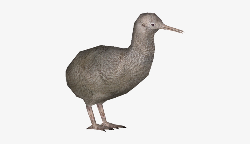 Kiwi - Little Spotted Kiwi Png, transparent png